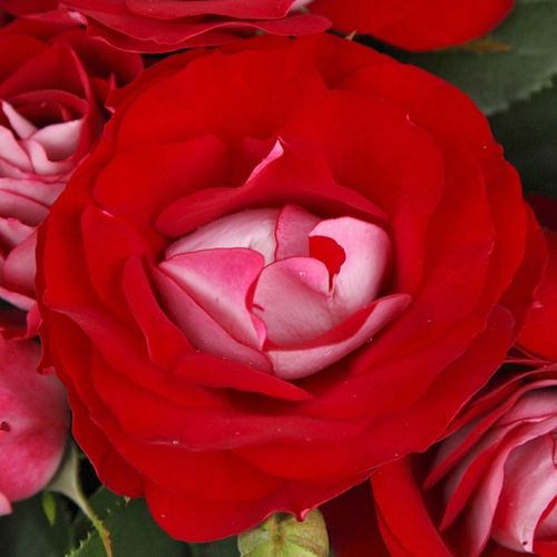 60-70 cm - Ruža - Rose Der Einheit® - 